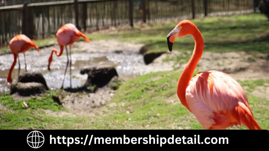 Tulsa Zoo membership Benefits