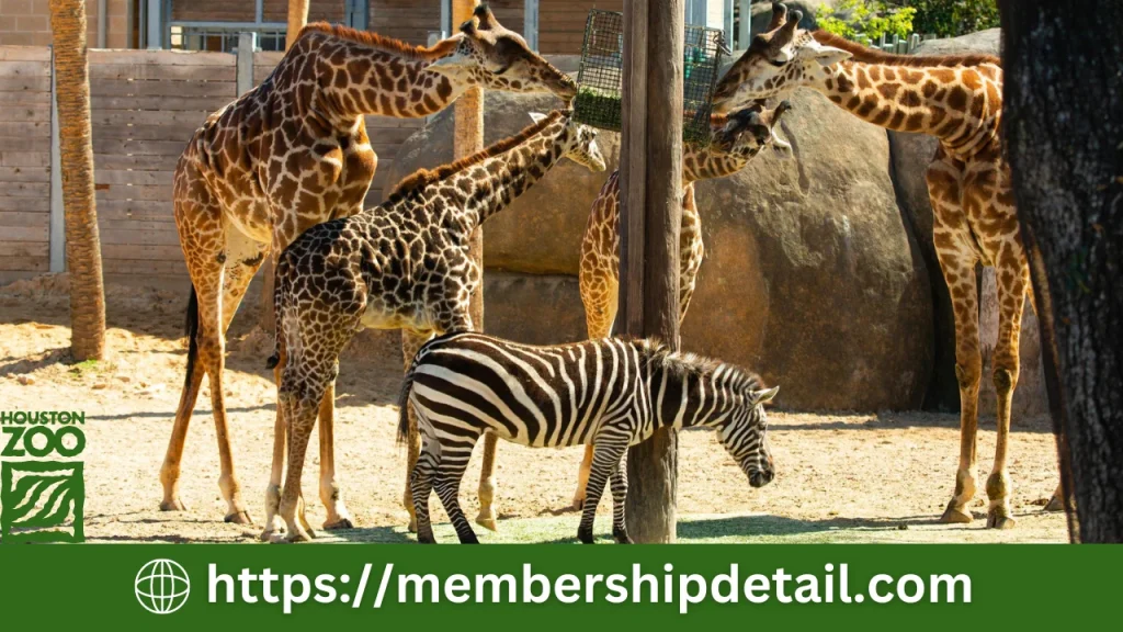 Houston Zoo Membership Cost 2024 Benefits, Ticket Price & Review