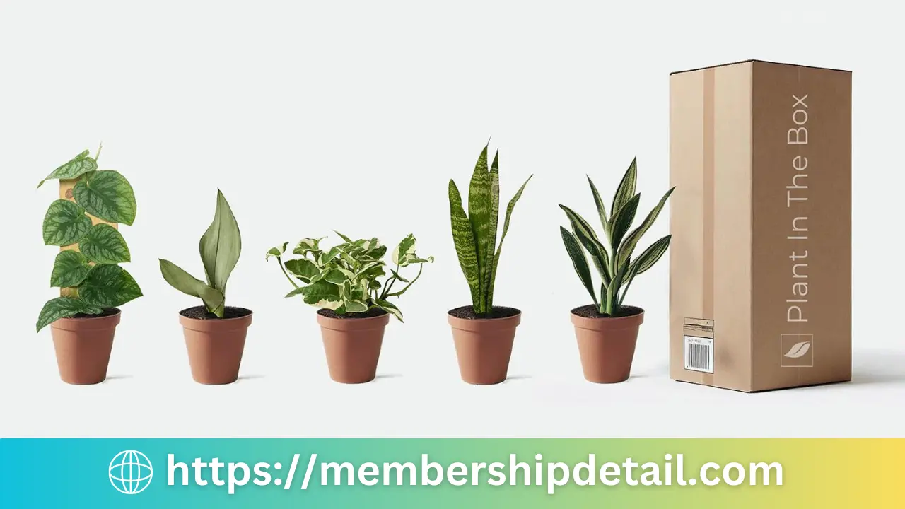 The House Plant Box Subscription Price, Benefits Discounts & Worth