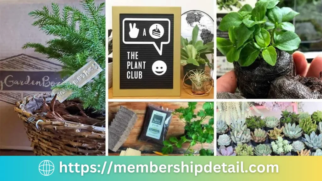 The House Plant Box Subscription Price, Benefits Discounts & Worth