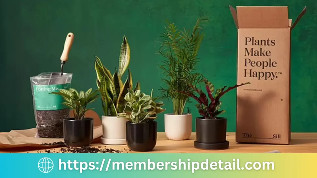 The House Plant Box Subscription Price, Benefits Discounts & Worth