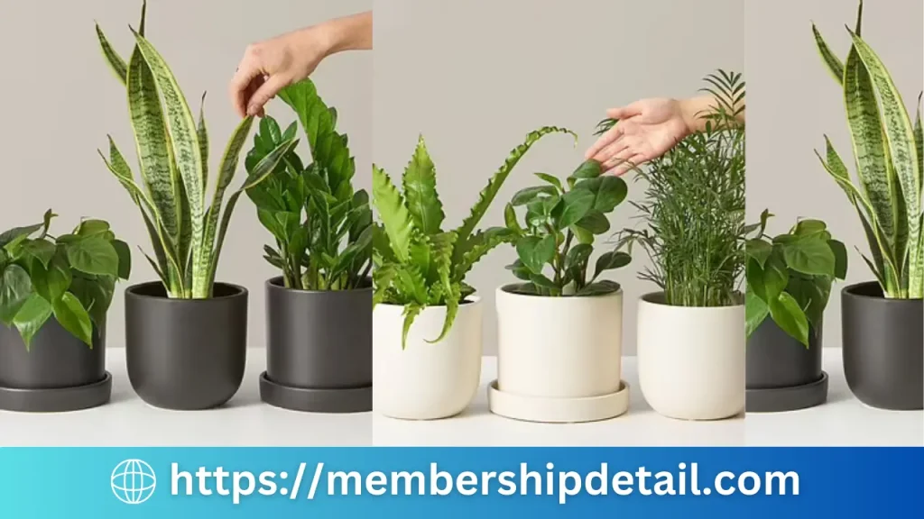 The House Plant Box Subscription Price, Benefits Discounts & Worth